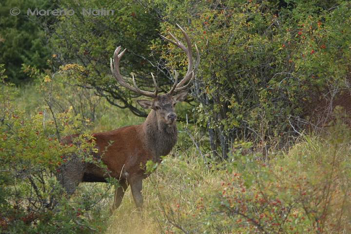 Strategie riproduttive del cervo (Cervus elaphus)